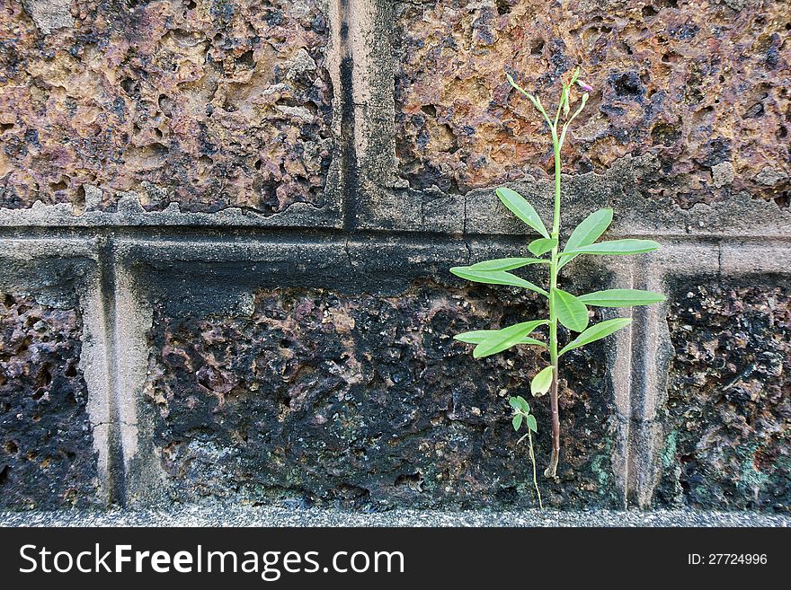 Small palnt grow on the old stonewall. Small palnt grow on the old stonewall