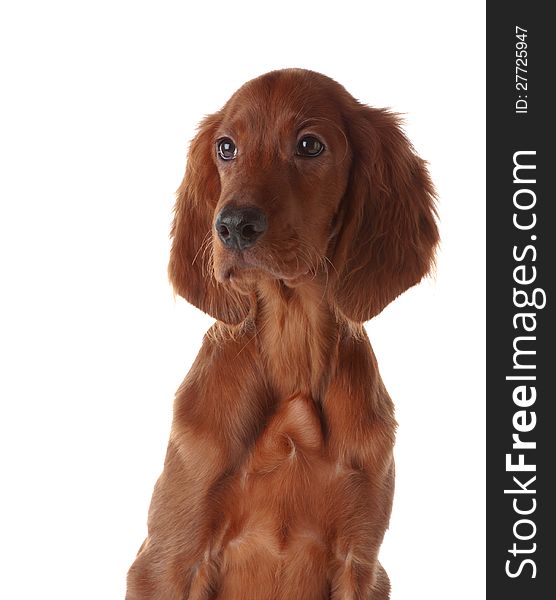 Portrait setter puppy . Isolated on white.