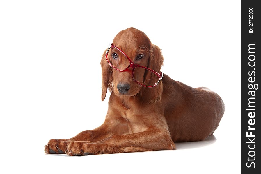 Setter puppy with glasses.  on white
