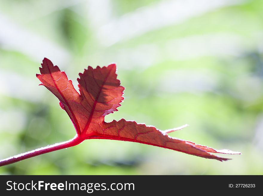 Red leaf on the green background.