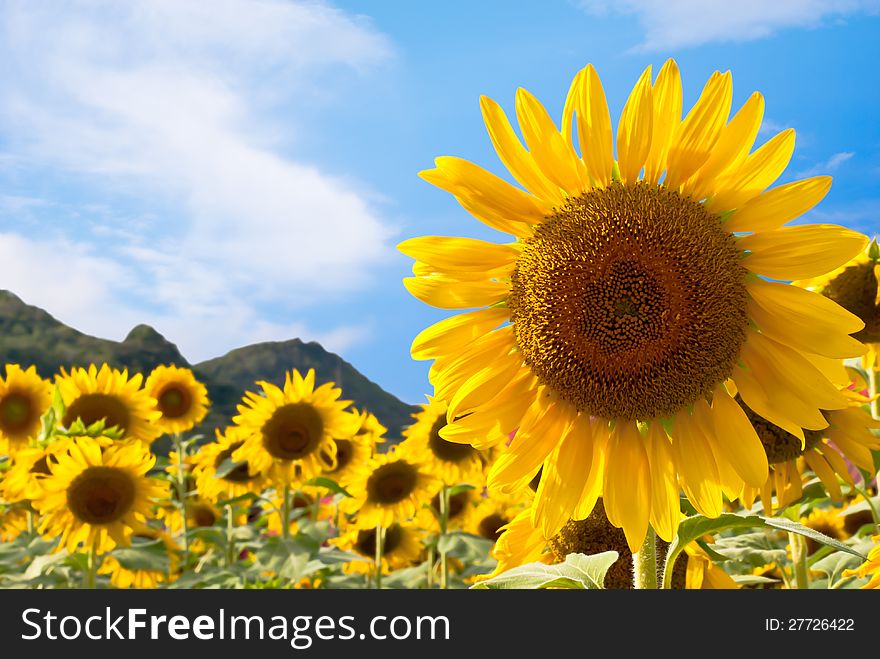 Sunflower field with blue sky background.