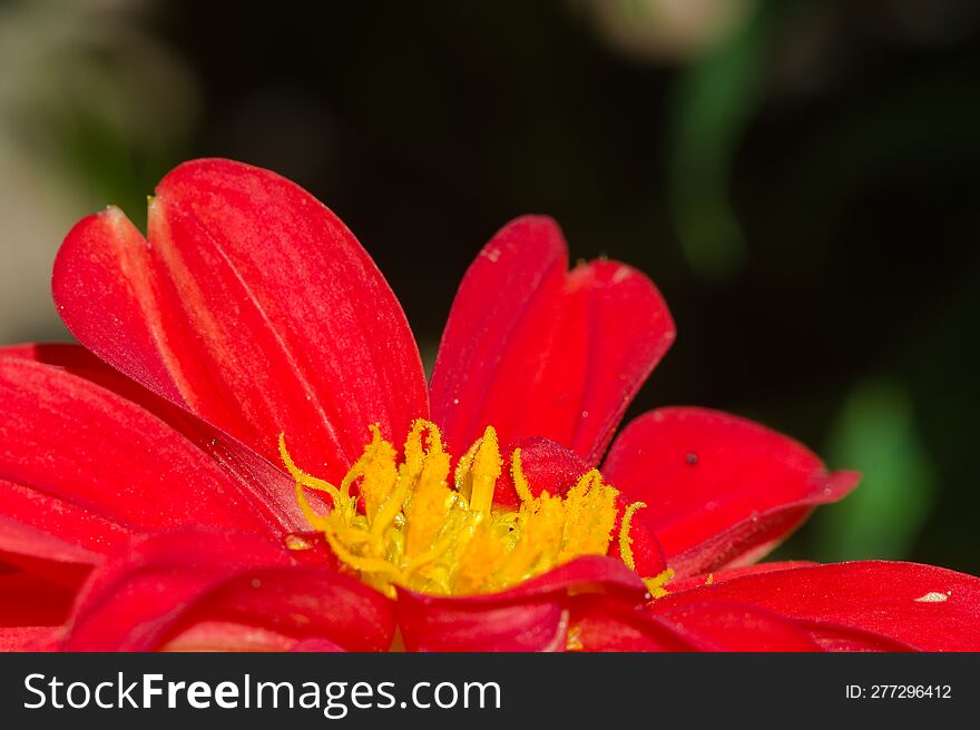 center of a red and yellow dahlia flower