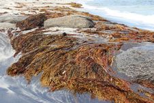 Beach With Seaweed  At Augusta Western Australia Stock Photo