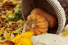 Harvested Pumpkins With Fall Leaves Stock Images Harvested Pumpkins With Fall Leaves Stock Images