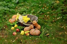 Harvested Pumpkins With Fall Leaves Stock Images Harvested Pumpkins With Fall Leaves Stock Images