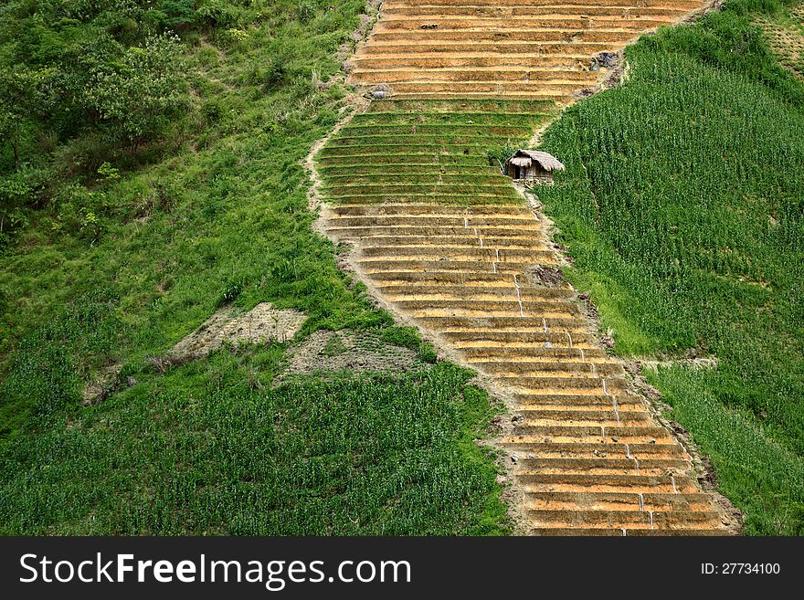 On the steep rice terraces, is a lonely hut