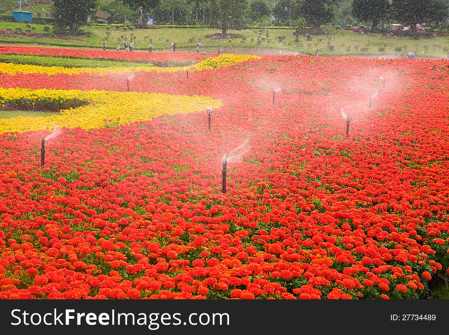 Flower garden with sprinkler spraying water