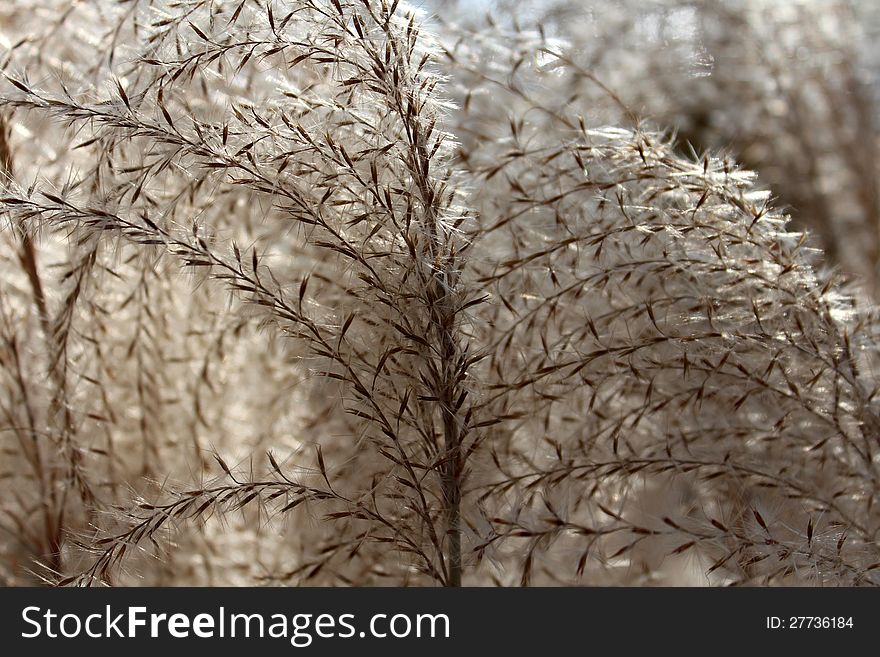 Gorgeous detail in the stem and seeds of fall ornamental grasses. Gorgeous detail in the stem and seeds of fall ornamental grasses.