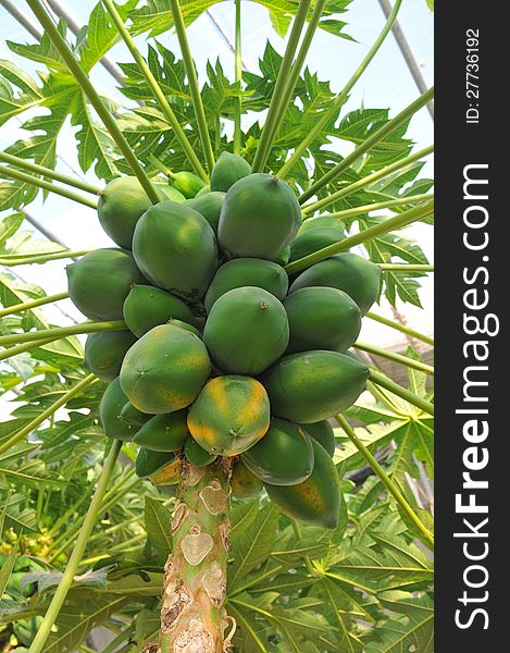 Cyan papaya tree, shooting in a Greenhouse