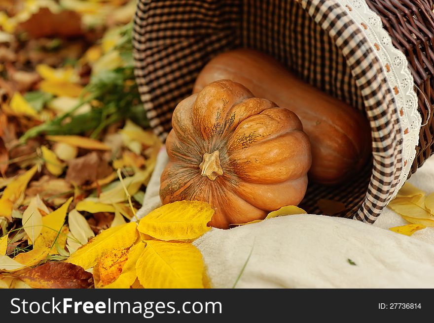 Colorful squash and mini pumpkins with fabric fall leaves for a harvest theme. Colorful squash and mini pumpkins with fabric fall leaves for a harvest theme