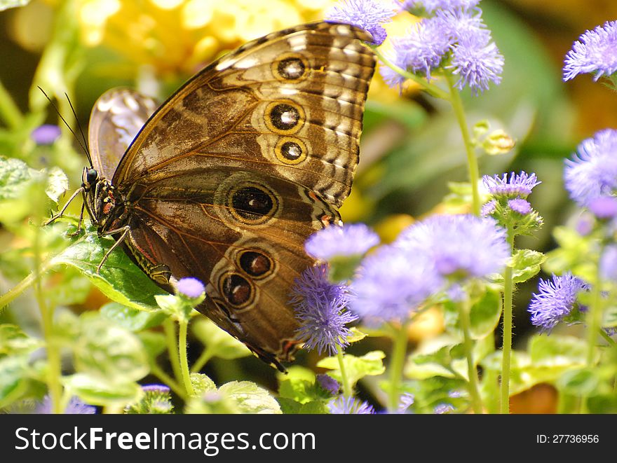 Brown huge butterfly with large spots that look like owl's eyes. Brown huge butterfly with large spots that look like owl's eyes.