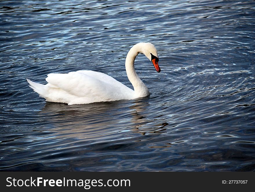 Mute Swans &x28;Cygnus olor&x29; swimming in a lake