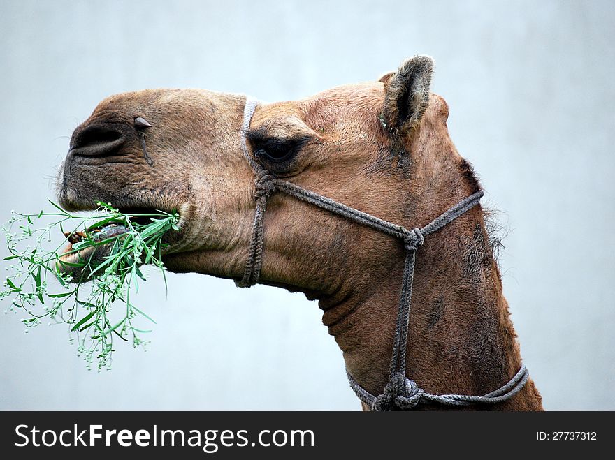 An Indian camel eats a weed during famine. An Indian camel eats a weed during famine