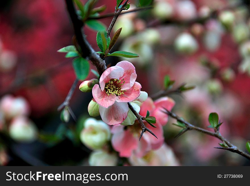 Japanese culture, cherry blossom, oriental cherry tree, beauty in nature, cherry tree, flower head. Japanese culture, cherry blossom, oriental cherry tree, beauty in nature, cherry tree, flower head