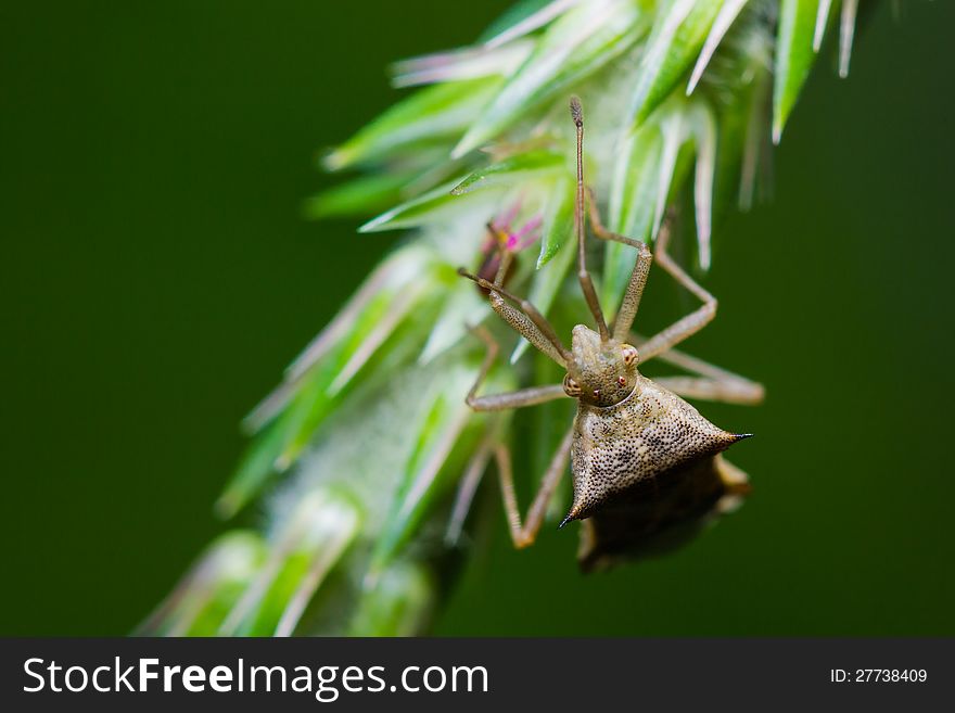 Close up of Assassin bug