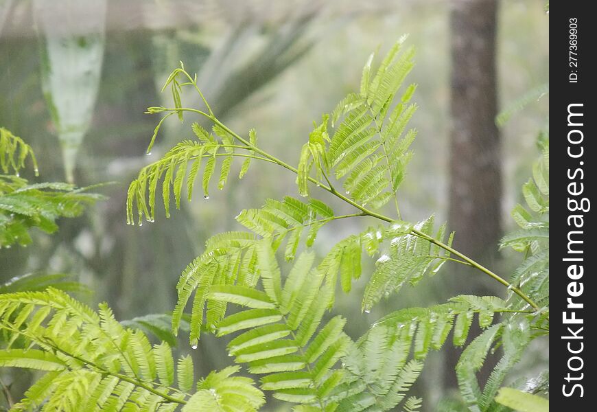 Raining image in Bangladesh Tree