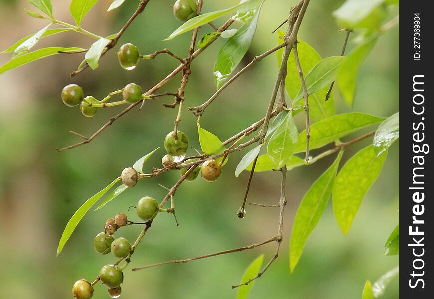 Raining Image In Bangladesh Tree