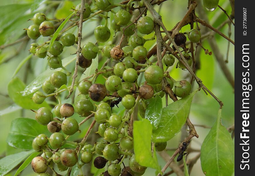 Raining image in Bangladesh Tree