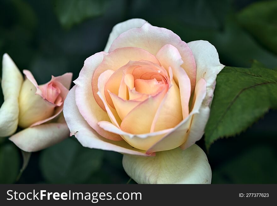 Pink english roses in bloom in a bush seen up close