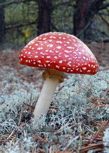 Fly Amanita Royalty Free Stock Photography Fly Amanita Royalty Free Stock Photography