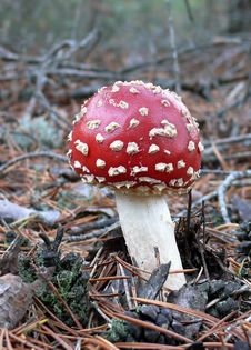 Fly Amanita Stock Image Fly Amanita Stock Image