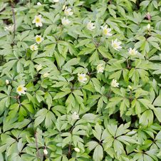 Wood Anemone &x28;Windflower&x29; Flowers Stock Photos Wood Anemone &x28;Windflower&x29; Flowers Stock Photos