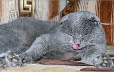 Scottish Fold Grey Cat Royalty Free Stock Photos
