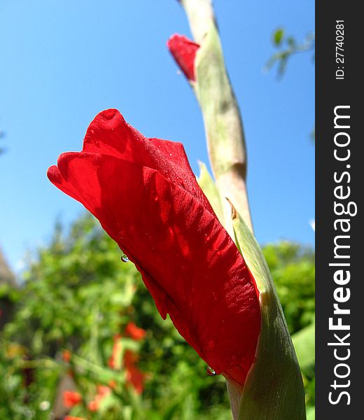 A beautiful and bright flower of red gladiolus. A beautiful and bright flower of red gladiolus