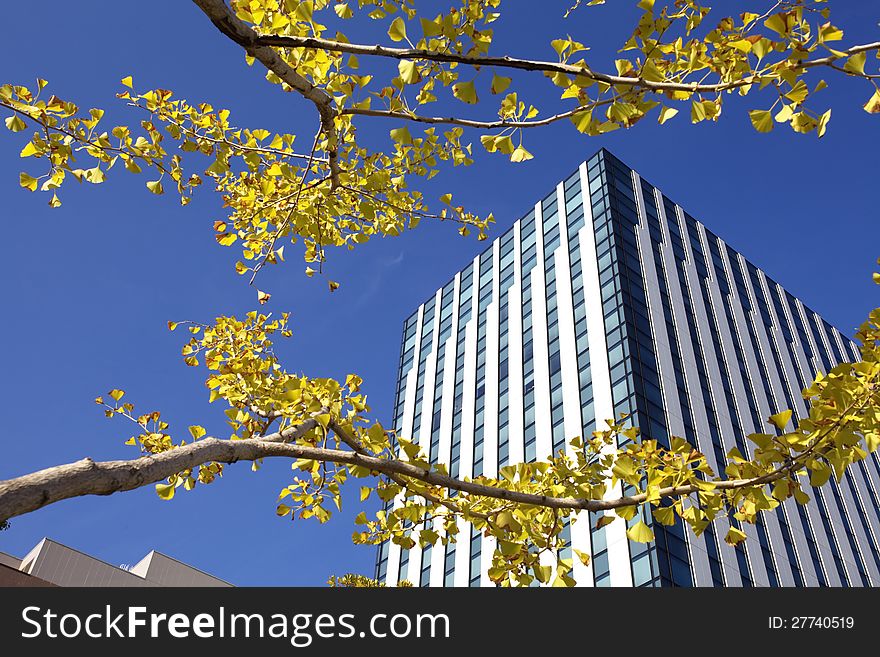 Autumn , Gold Trees and office building in a city. Autumn , Gold Trees and office building in a city