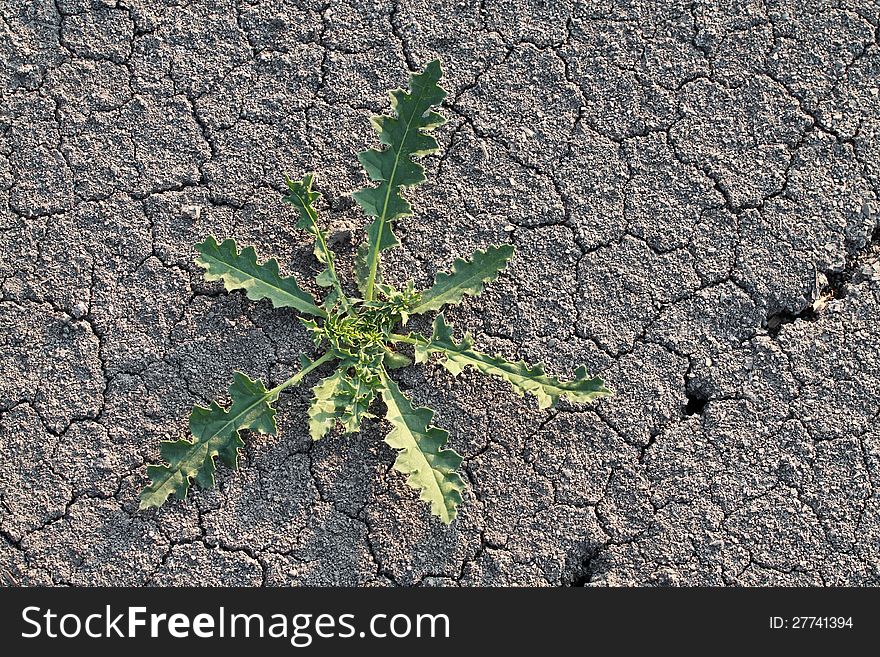 Green grass growing on dried cracked earth. Green grass growing on dried cracked earth