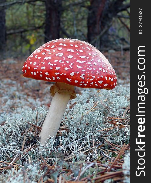 Fly amanita