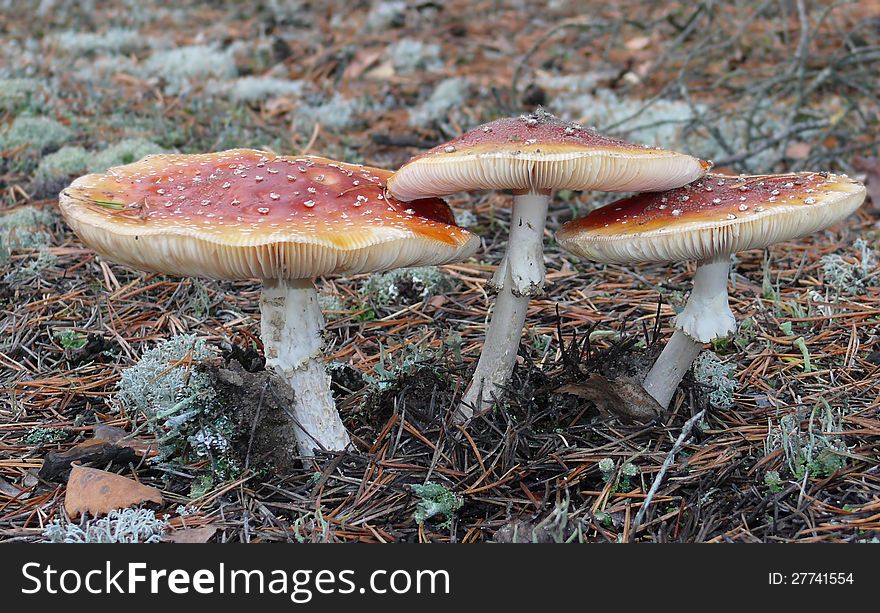 Three fly amanita. It's are poisonous and psychoactive fungus.