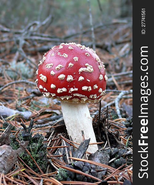 Amanita muscaria, commonly known as the fly agaric or fly amanita, is a poisonous and psychoactive fungus.