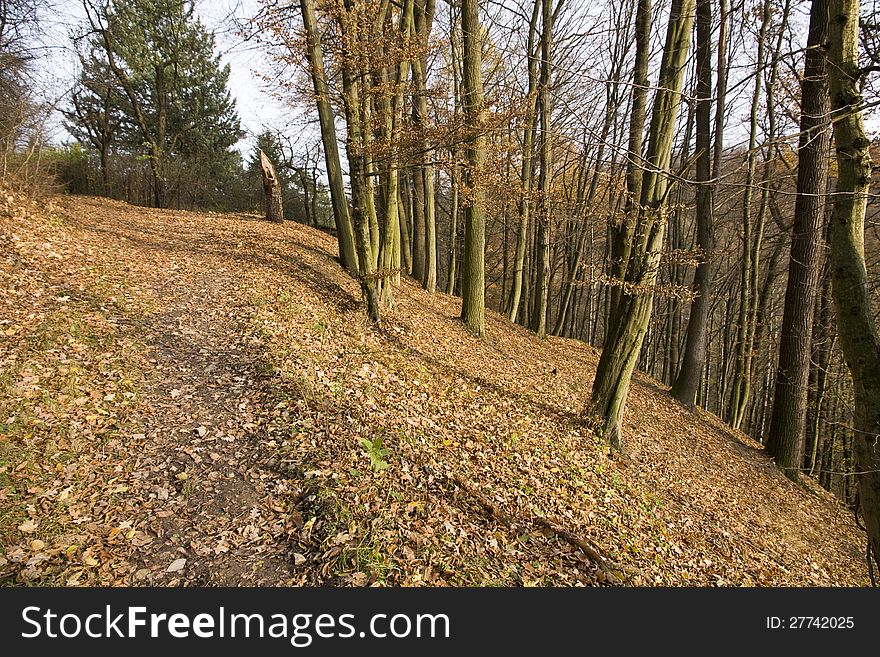 Beech forest with no leaves in autumn