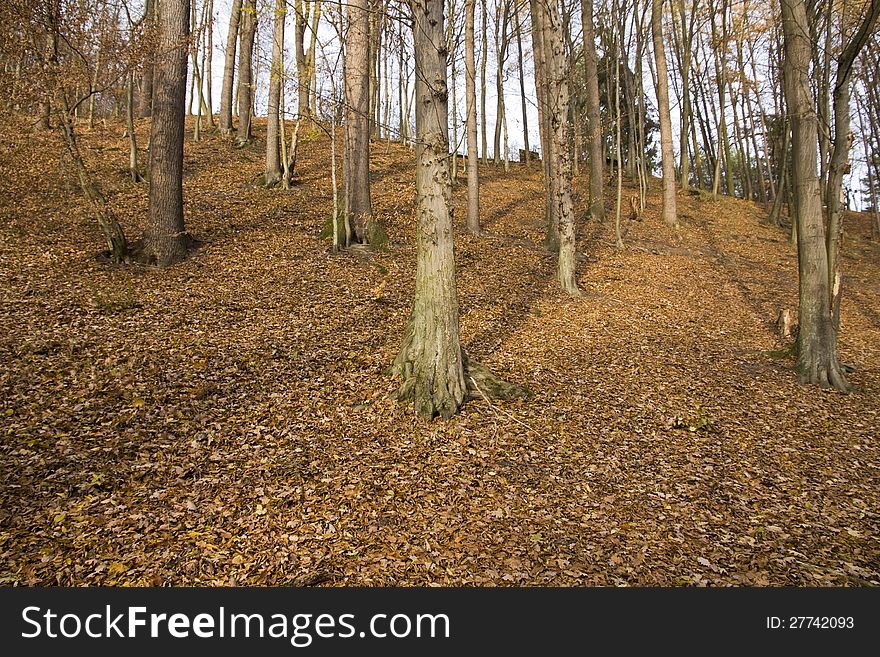 Beech forest with no leaves in autumn