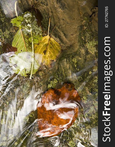 Autumn color of leaves under water