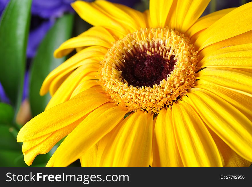 Close Up of a Yellow Flower with long petals