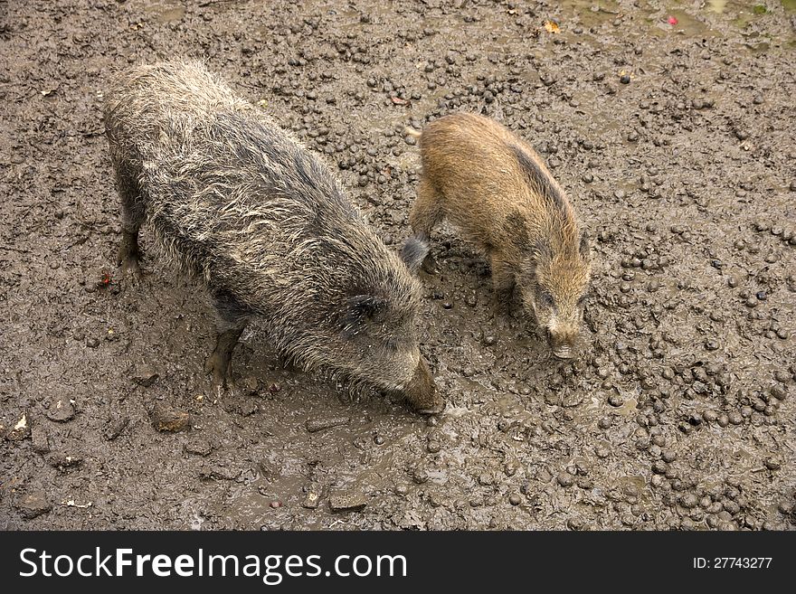 Two wild pigs in the mud, large and small pig. Two wild pigs in the mud, large and small pig