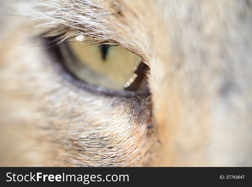Closeup photo showing one single cat's eye. Macro photo of pet. Closeup photo showing one single cat's eye. Macro photo of pet.