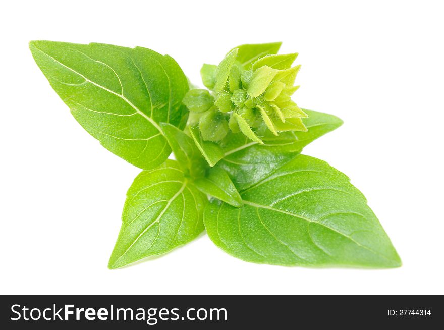 A branch of fresh green basil with flower buds isolated on a white background