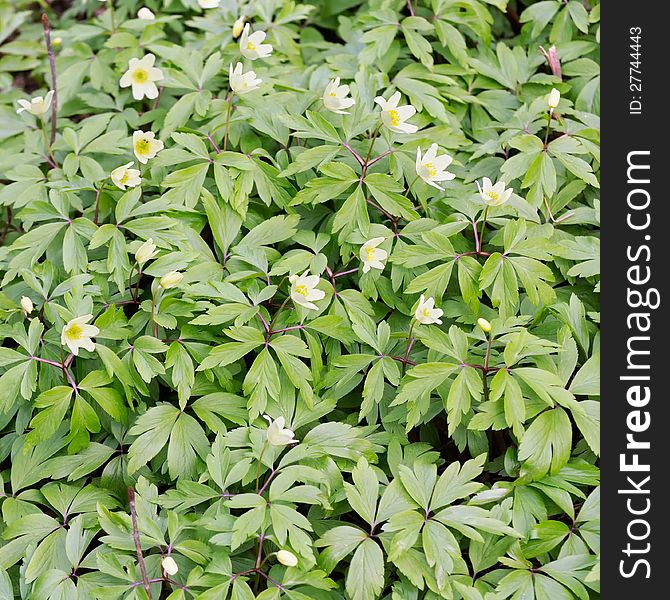 Beautiful white wood anemone (anemone nemorosa) flowers with leaves as a background. Beautiful white wood anemone (anemone nemorosa) flowers with leaves as a background