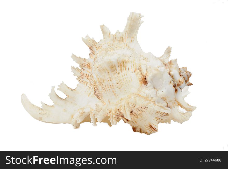 Sea Shell