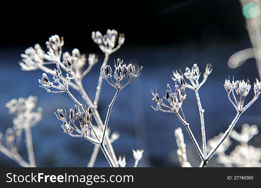 Frozen plant in Low Tatras mountains, Slovakia