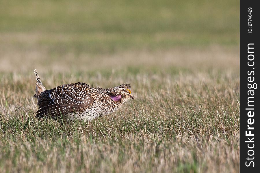 Male Sharp Tailed Grouse displaying his mating dance on a breeding ground (lek) in northern Minnesota. Male Sharp Tailed Grouse displaying his mating dance on a breeding ground (lek) in northern Minnesota