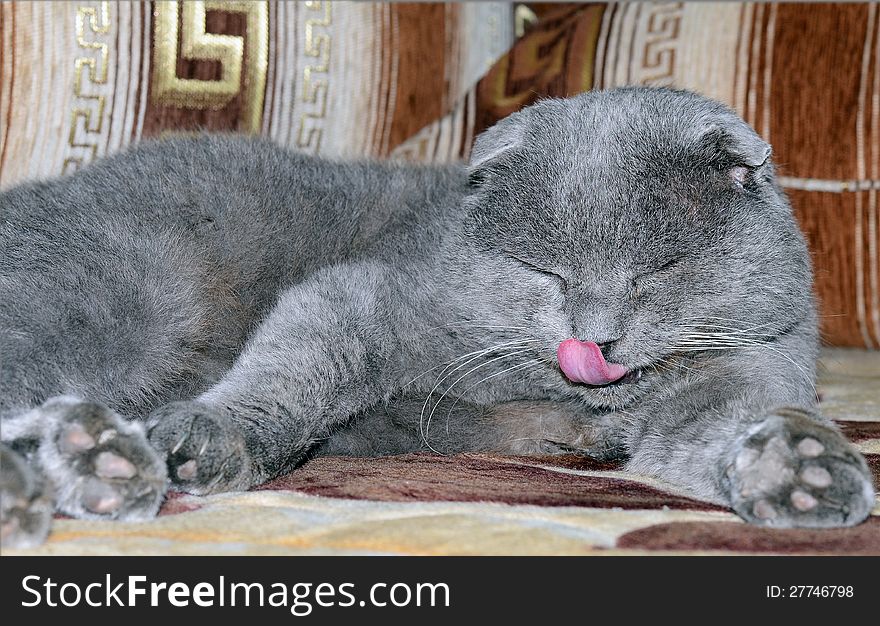 Scottish Fold Grey Cat