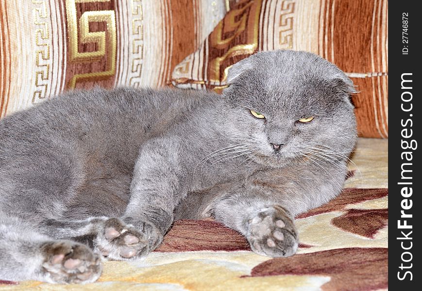 Scottish fold grey cat; lazy pet