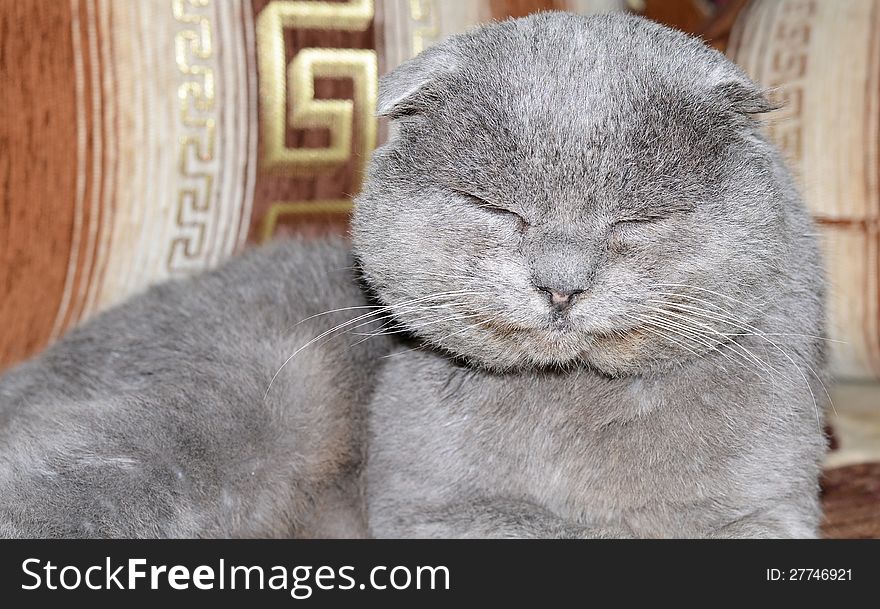 Scottish fold grey cat