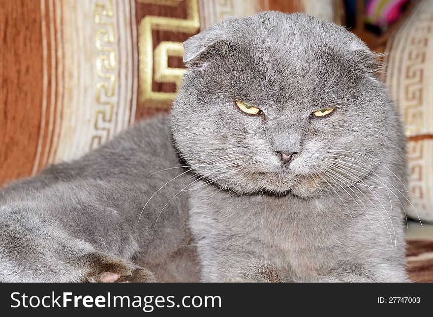 Scottish Fold Grey Cat