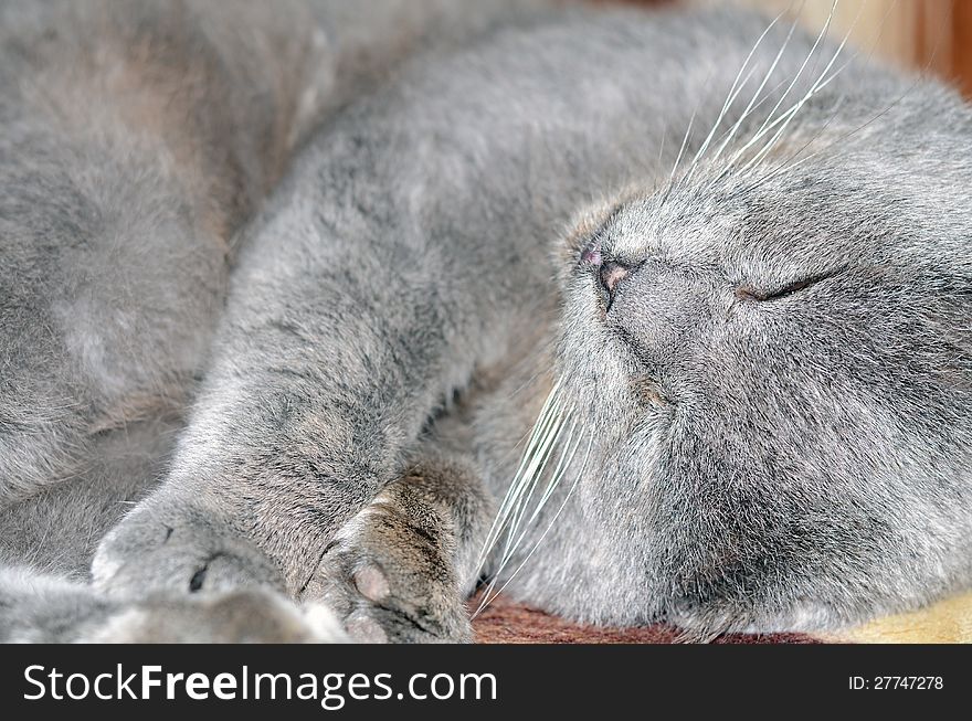 Scottish fold grey cat