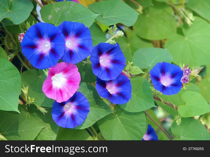 The close-up of morning-glory flower. Scientific name: Ipomoea cairica